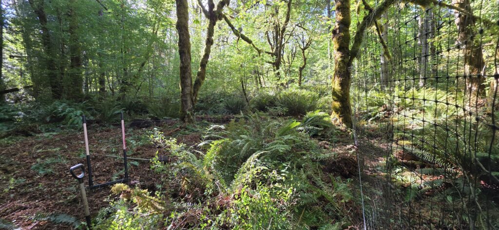 Floating block fencing protecting a forest farming plot from deer. 