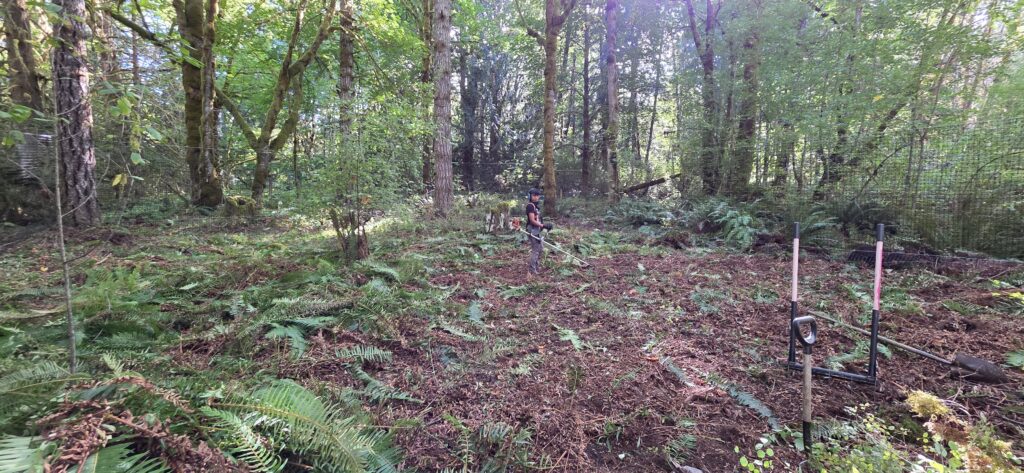 A person using a brush cutter to prepare a forest farming plot. 
