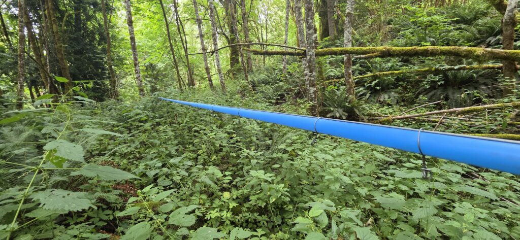 A maple sap line in the forest