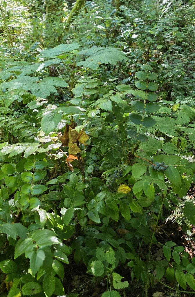 Oregon grape in the forest