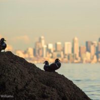 Kitsap Water Stewardship Programs