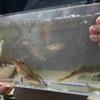 Kitsap Water Stewardship Programs