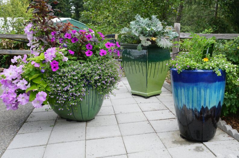 Different potted plants.