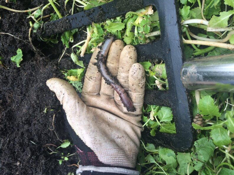 Large worm in a hand.