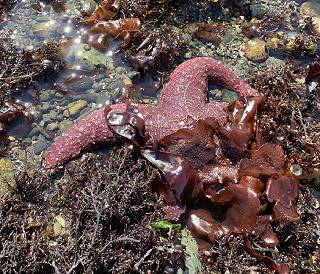 Kitsap Beach Naturalists
