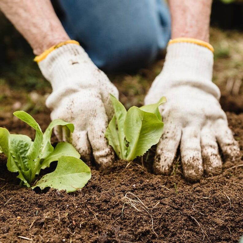 hands with garden gloves digging in soil. 