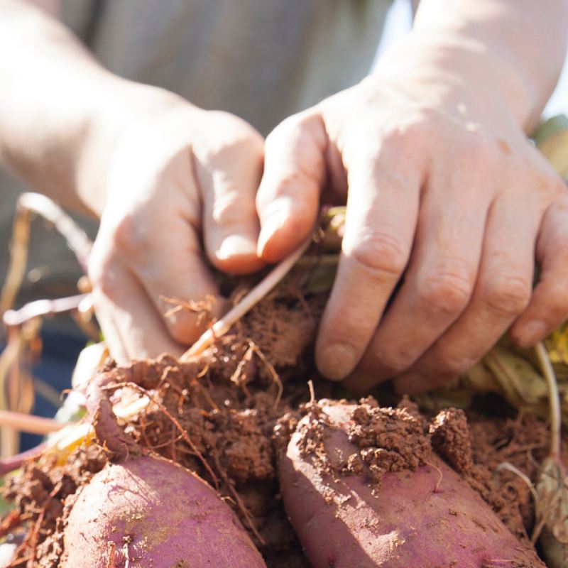 Sweetpotatoes being dug up.