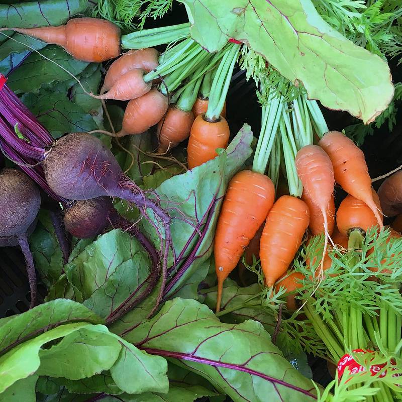 fresh picked carrots and beets.