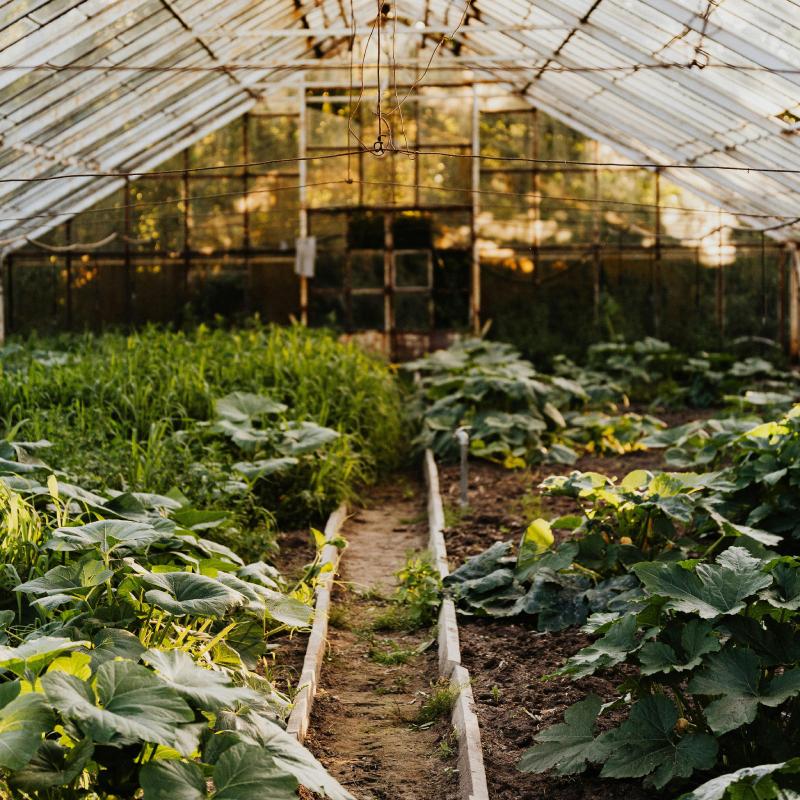 Greenhouse with Plants
