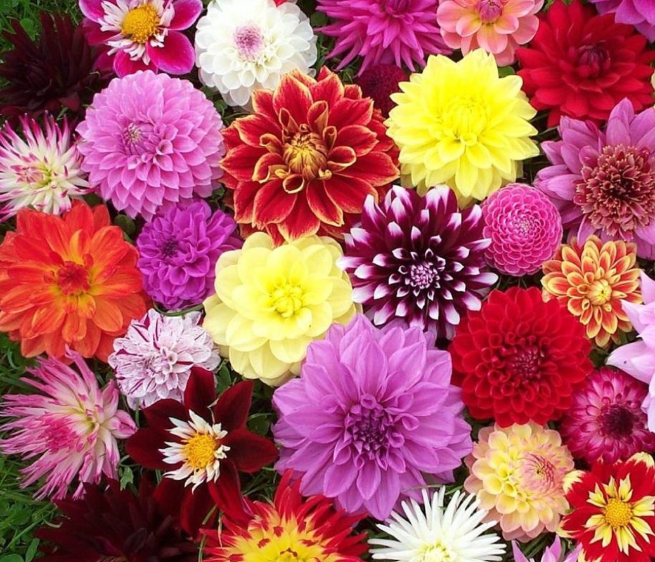 WSU Kitsap Extension Master Gardeners