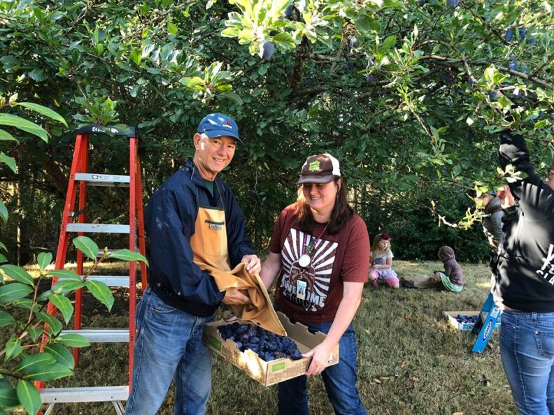 Two people gleaning fruit trees