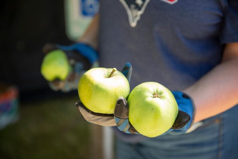 Two apples being held by a person