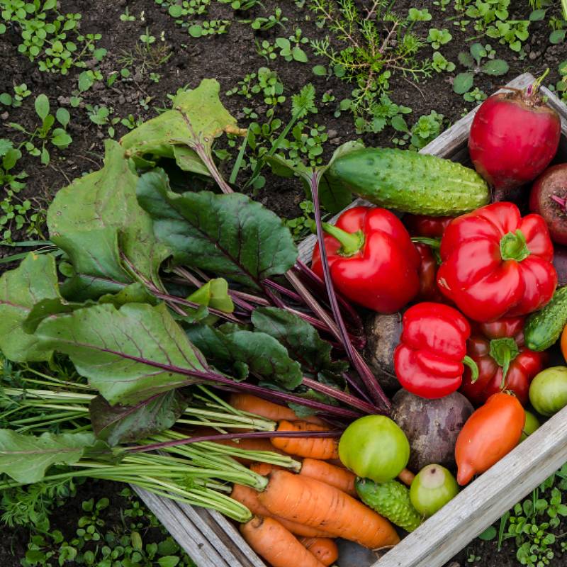 variety of vegetables in wooden box