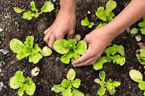 hands in dirt with lettuce starts