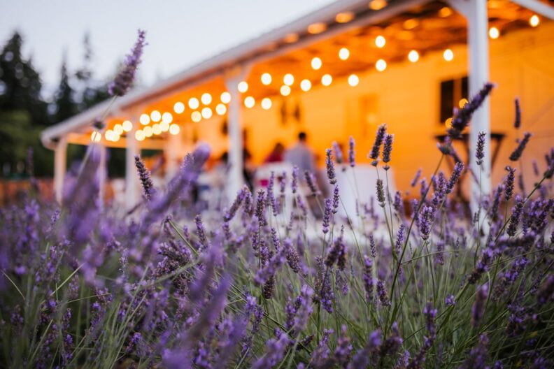 Lavender field in foreground with farm space in background at night with lights