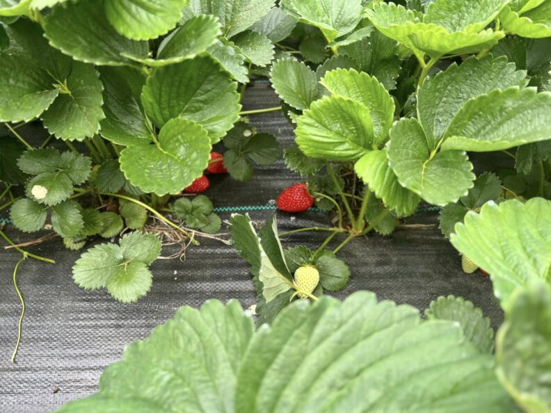 EB Daniels Strawberry plants