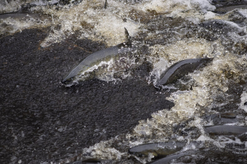Chum salmon swimming upstream, bodies half out of water as they fight the current to get through this section of riffle. 