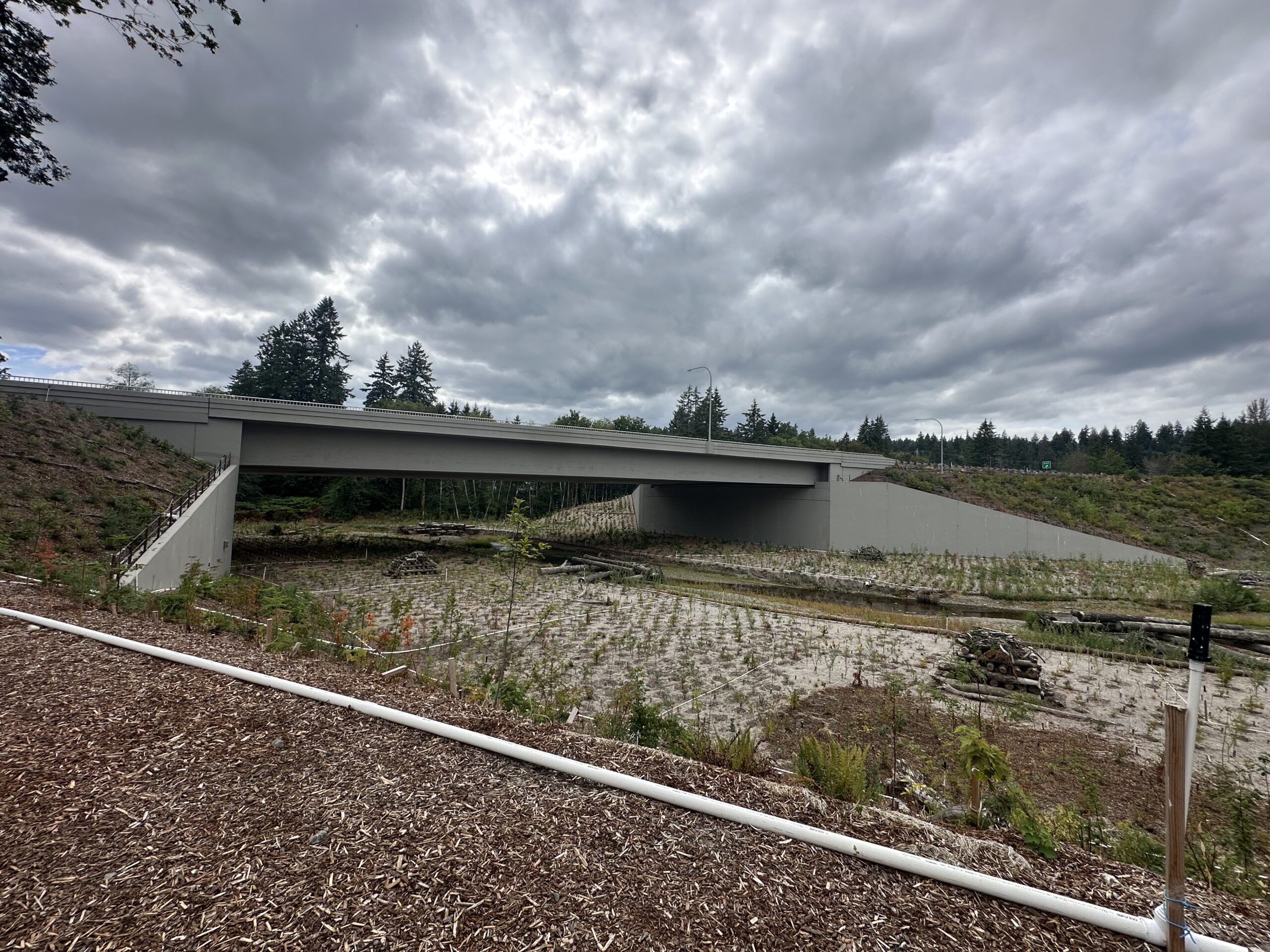 Photo of the new highway 3 bridge over Chico Creek that replaced the culvert, opening up habitat for salmon  migration; our Chico Estuary site for Salmon Tours event