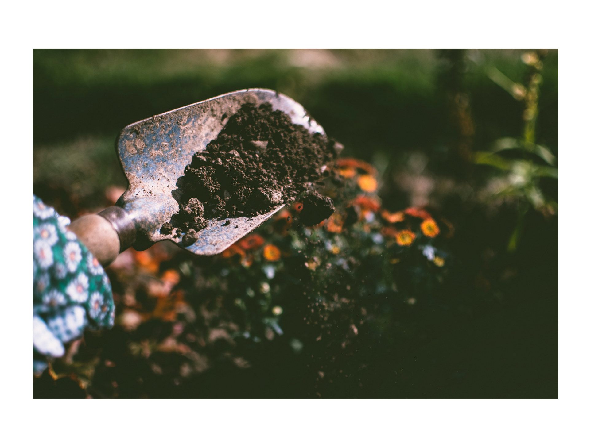 Shovel full of composted food- decorative image.