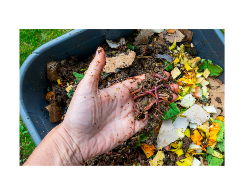 Hand holding composting worms, that came out of pail of compost food waste.