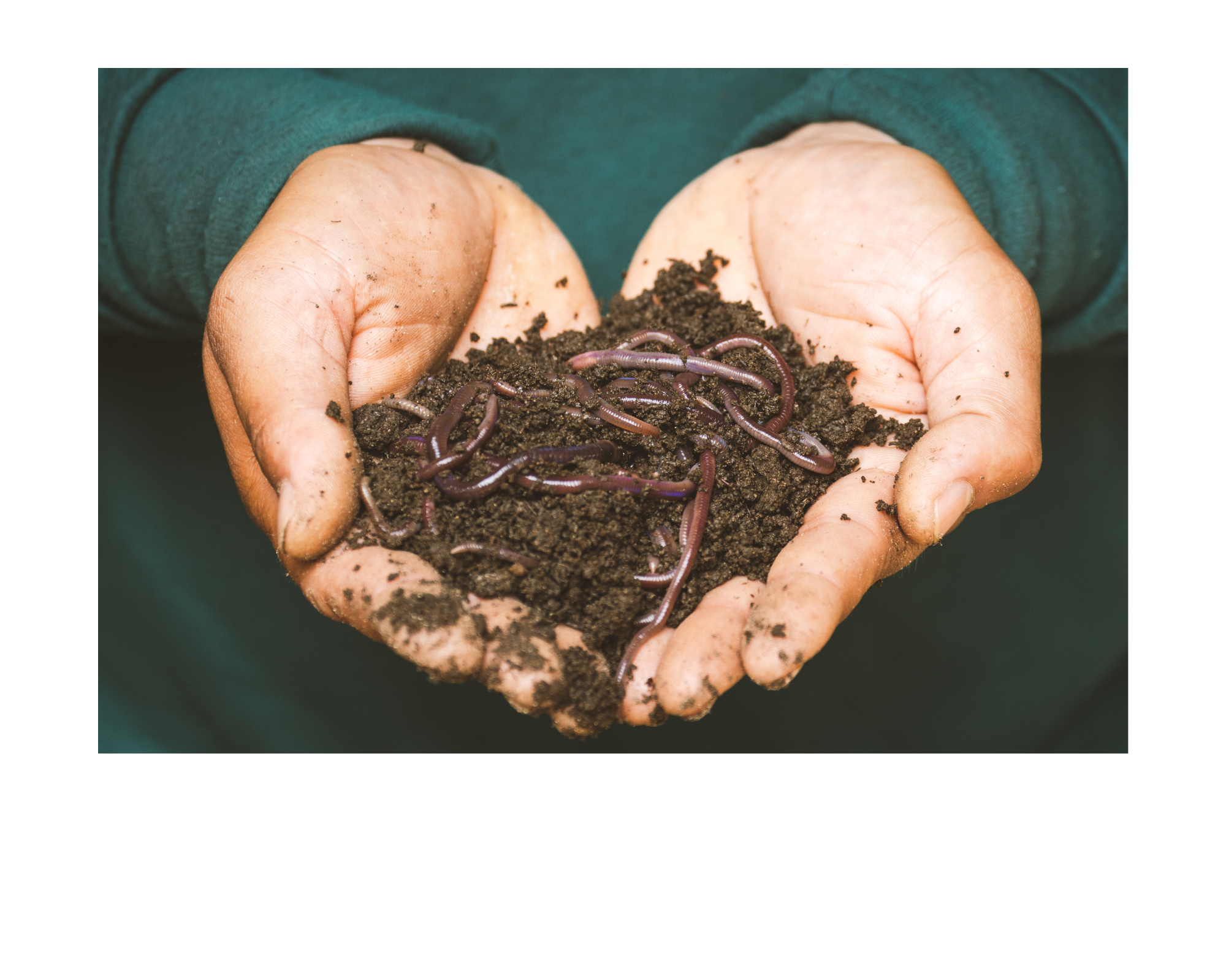 Hands holding worms