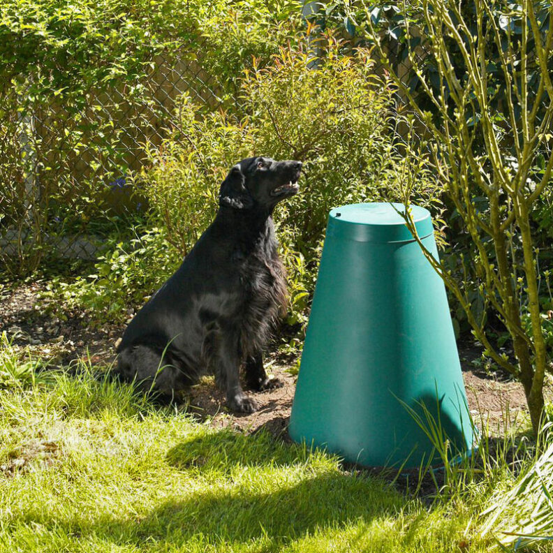 green cone structure used for composting and dog sitting alongside to show size and application for disposing of dog waste.