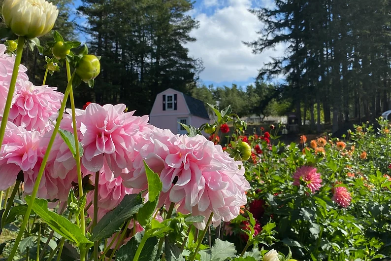 Flowers growing on farm with white barn in background