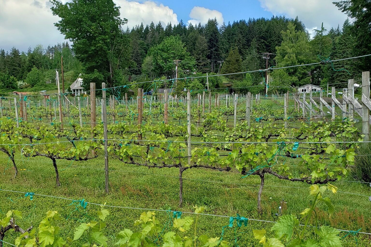 Olalla Vineyard grape vines in field