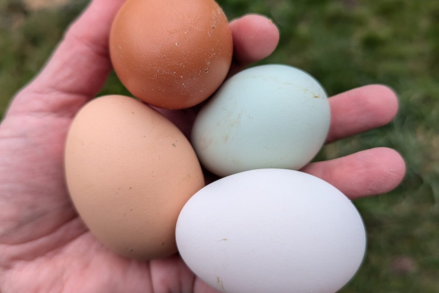 duck and chicken eggs