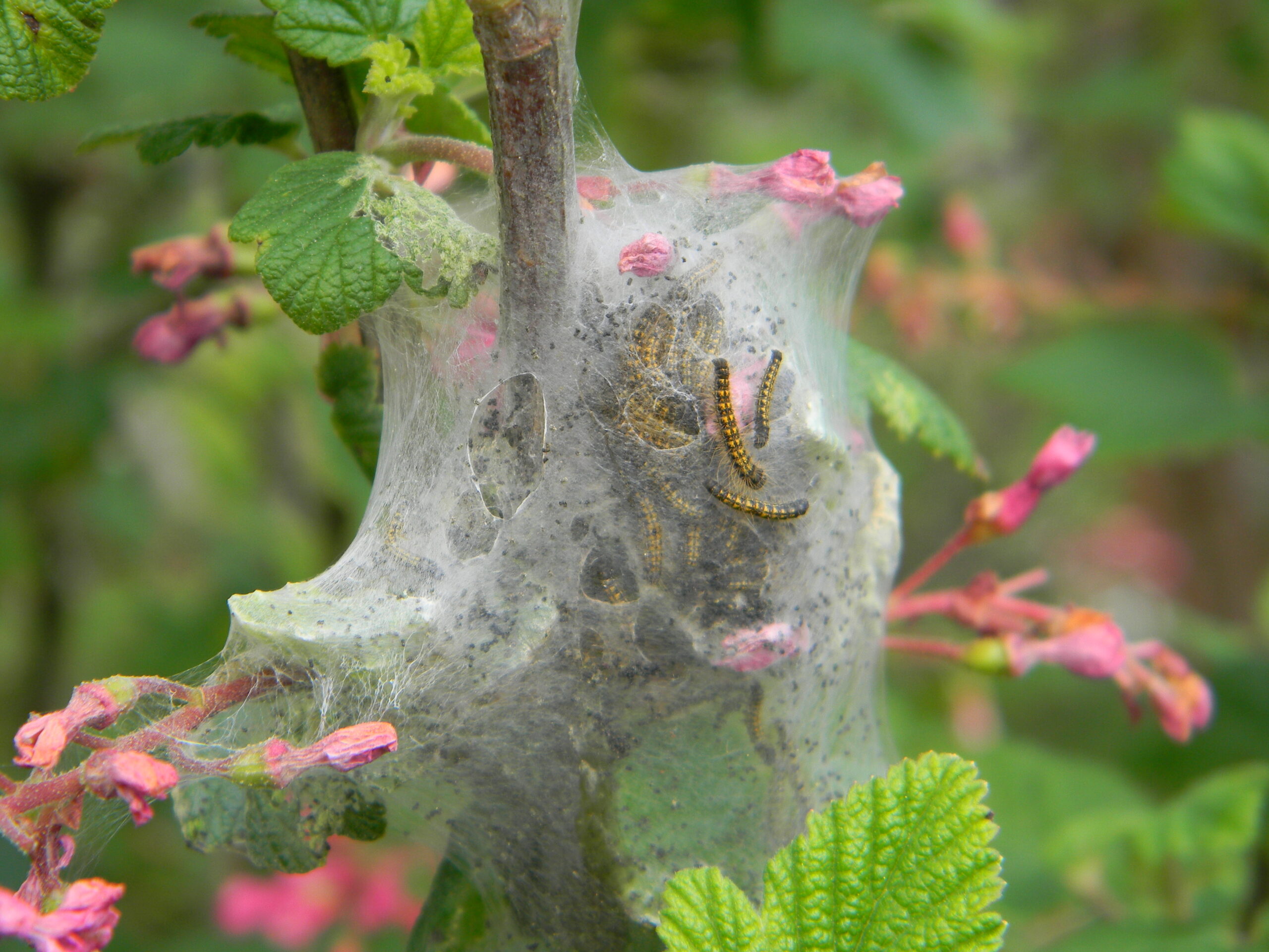 Worms in tree