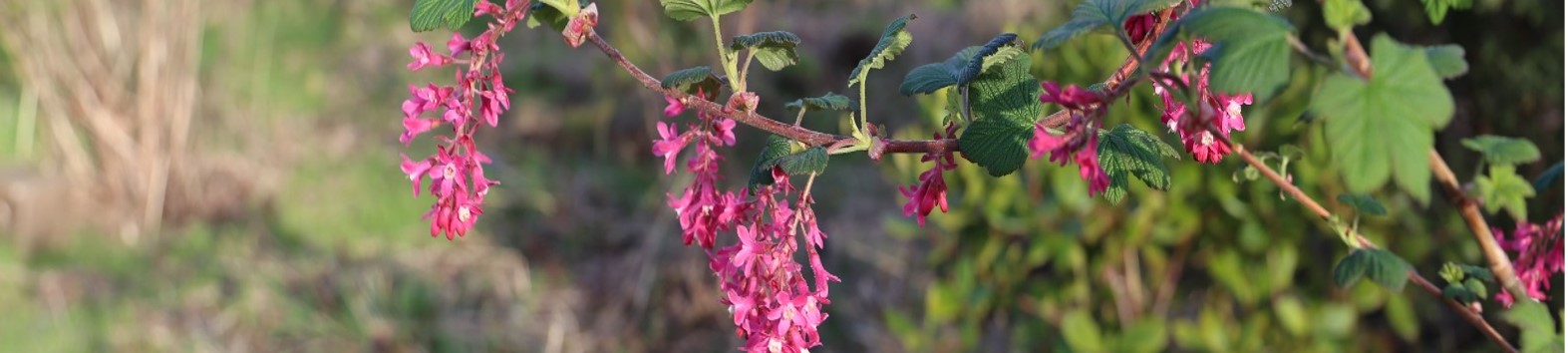 Flowering Current