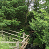 Hedgerow Picture