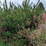 Hedgerow Picture