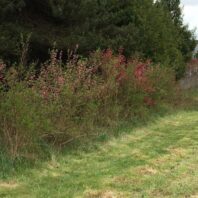 Hedgerow Picture