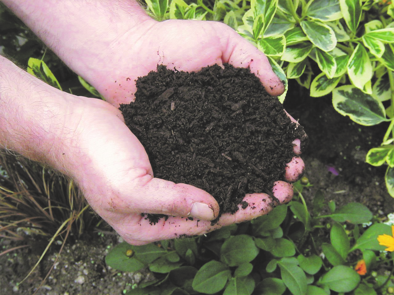 Two hands holding compost above ground covered with plants. 