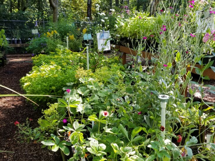 Plants at Plant Sale Nursery.