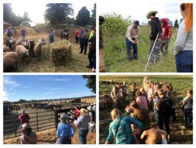 Four images from grazing school lessons showing people with livestock and fencing
