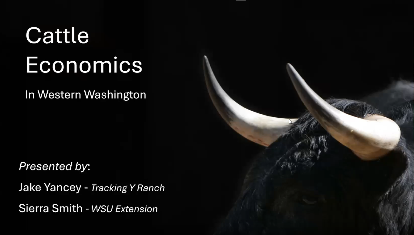Image of cattle with horns and the text "Cattle Economics in Western Washington Presented by Jake Yancey - Tracking Y Ranch Sierra Smith - WSU Extension."