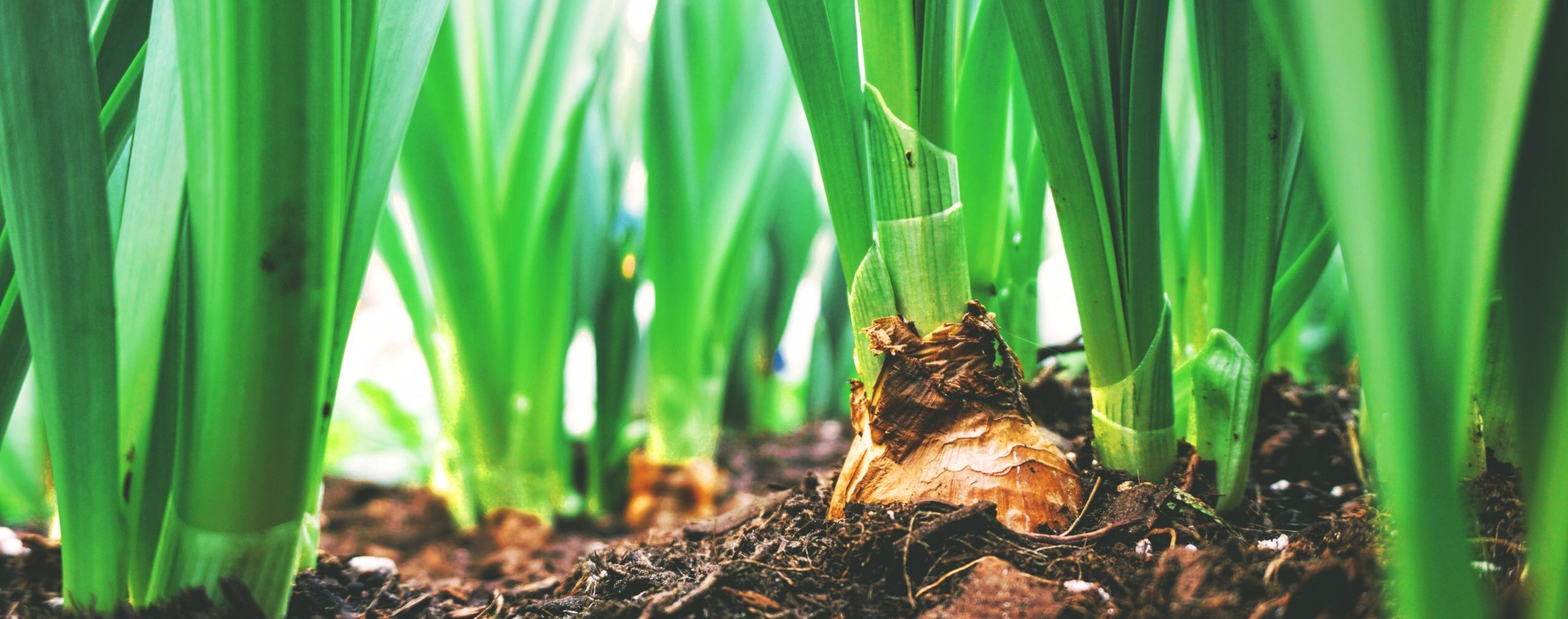 Bulbs growing
