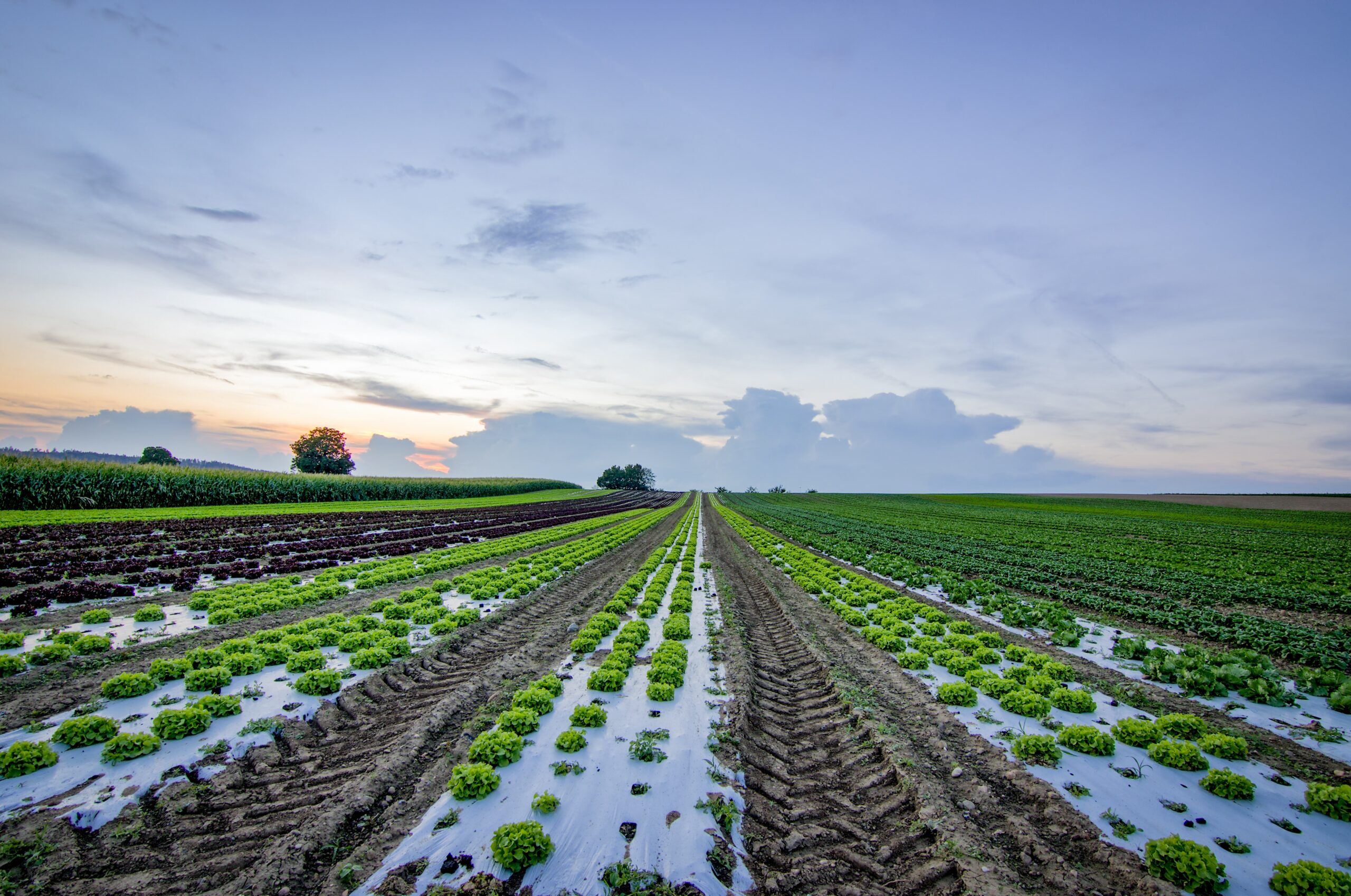 Fields with standing water