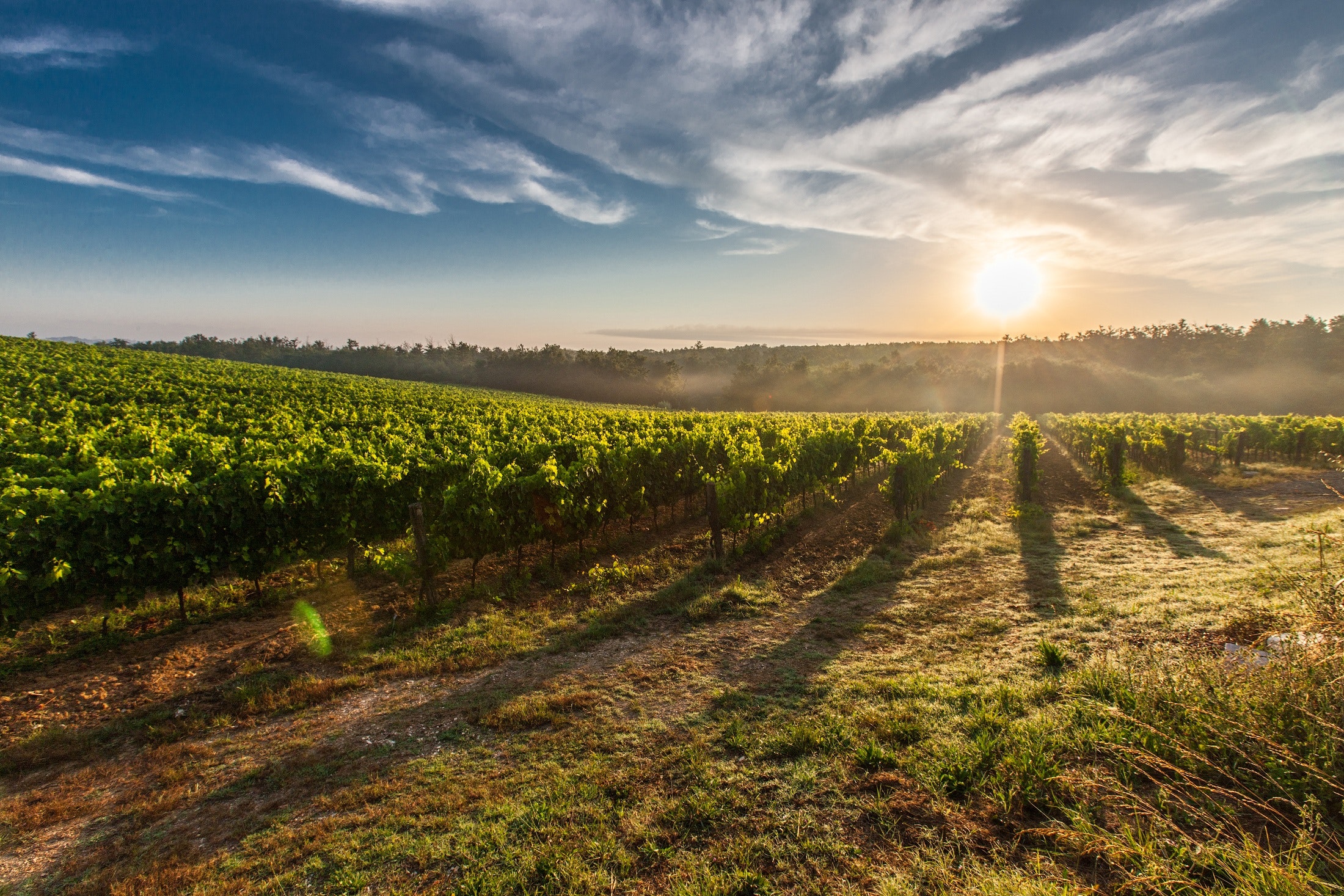 Sun on the horizon of fields