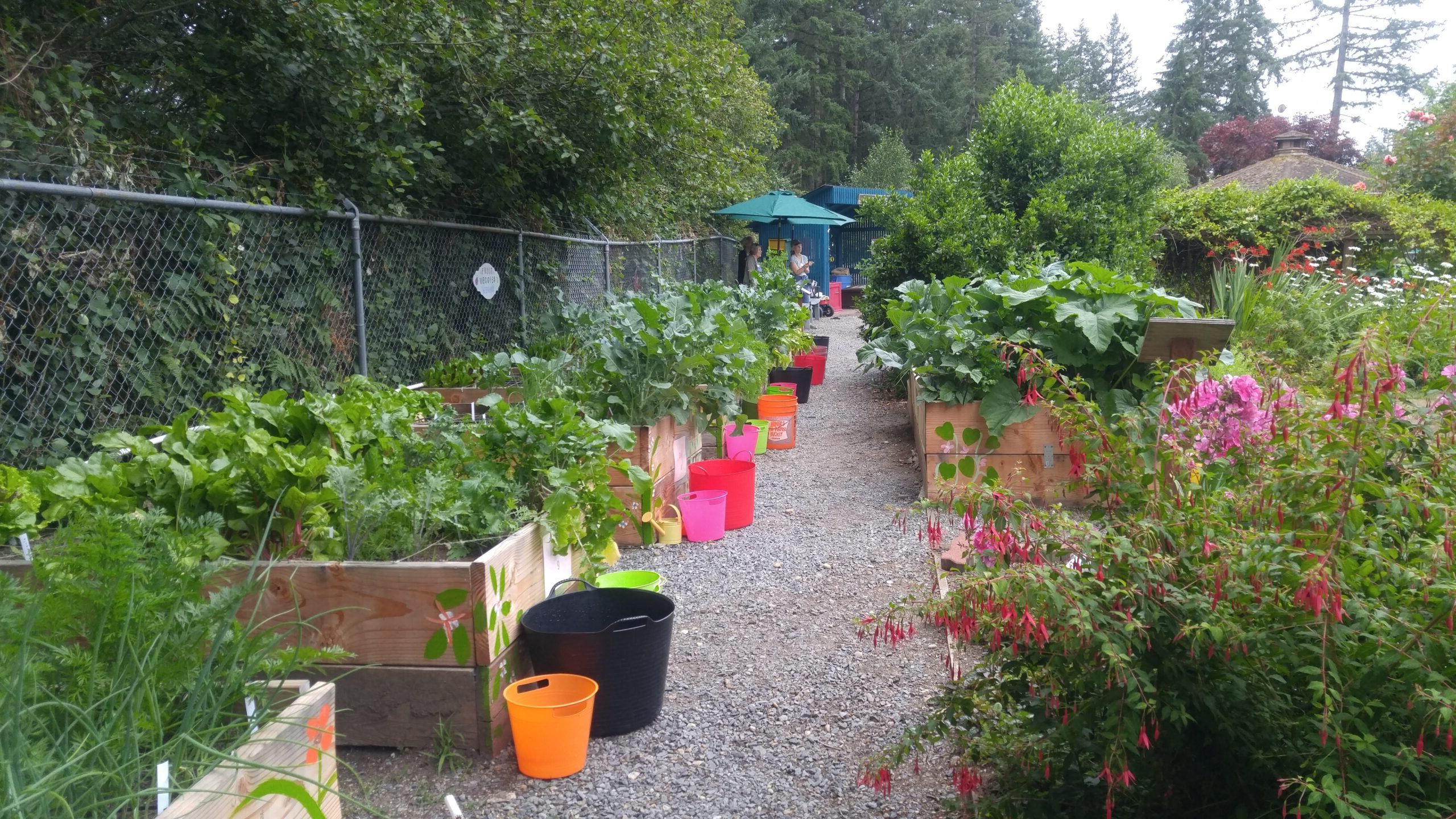 View of raised beds at Dirt Works with lush vegetation. Buckets are on the pathway next to the beds, ready for the children to harvest the produce.