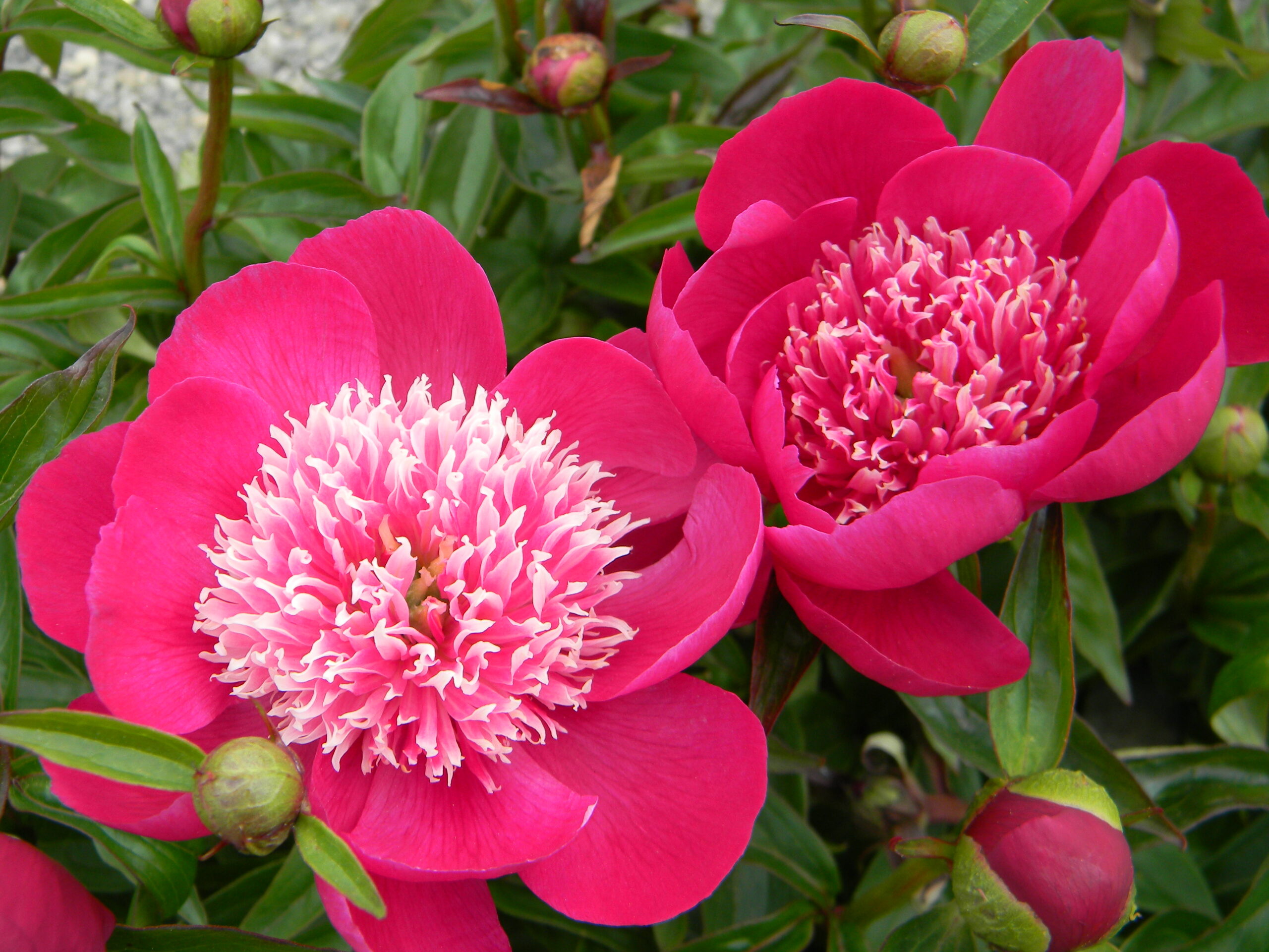Two pink peonies in bloom on a peony bush. 