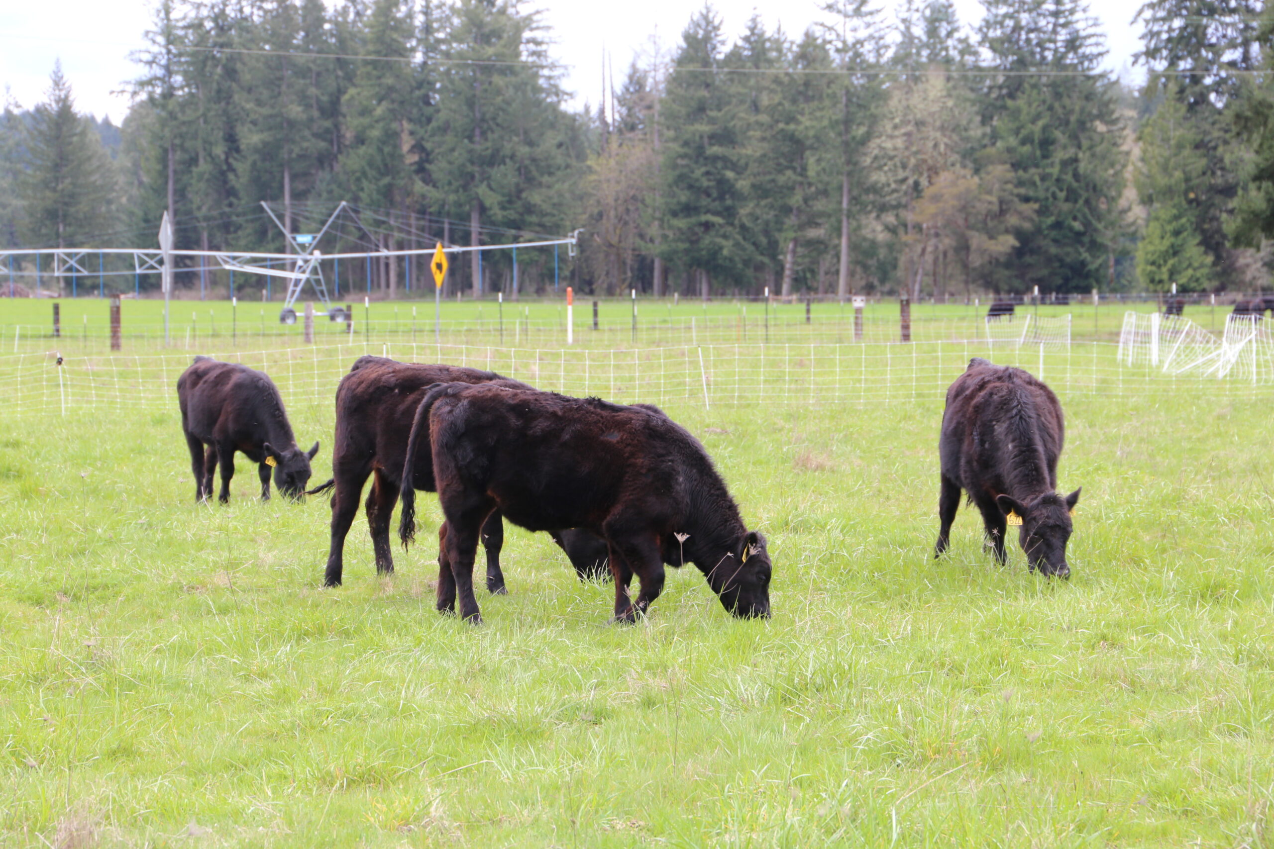 Cows grazing in a pasture