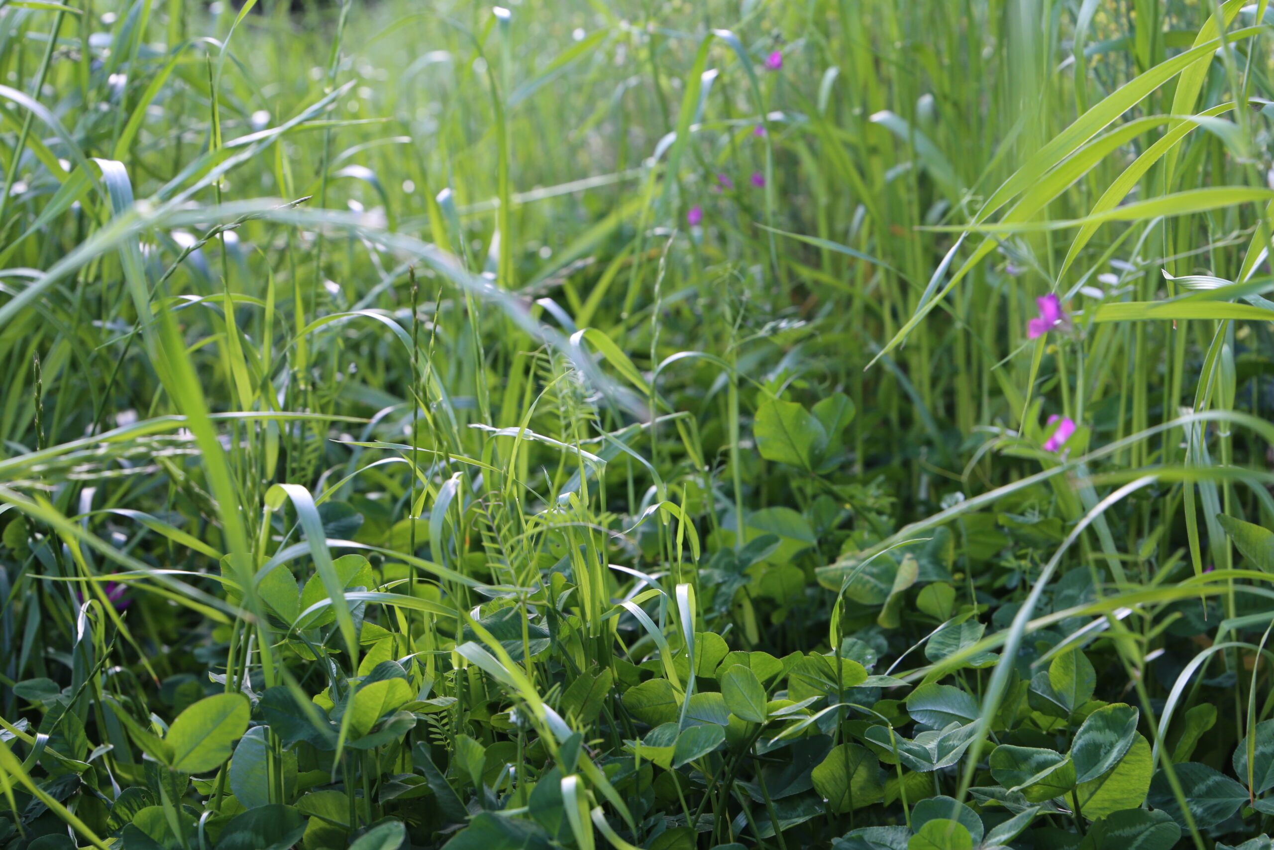 Grass