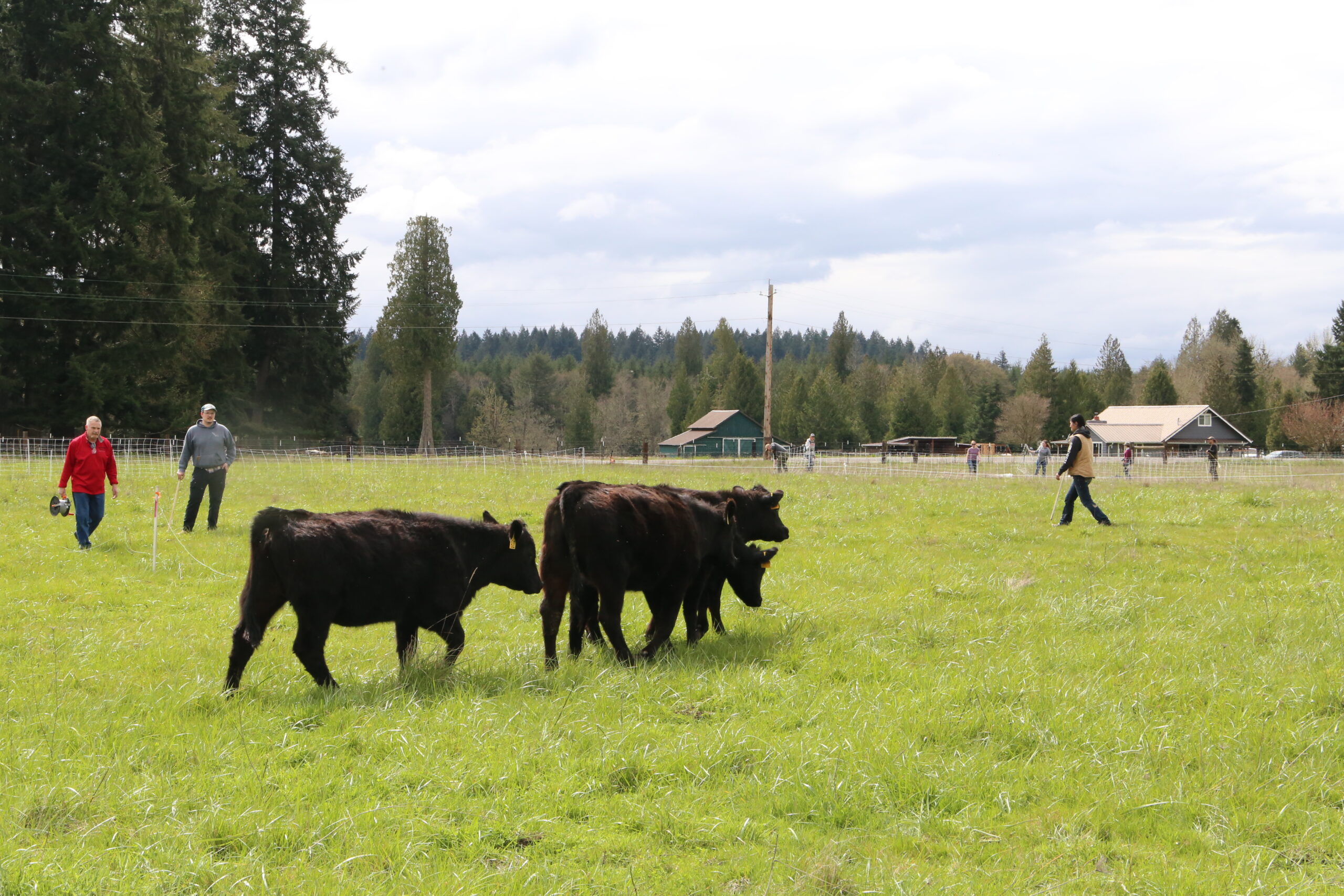 Cattle grazing