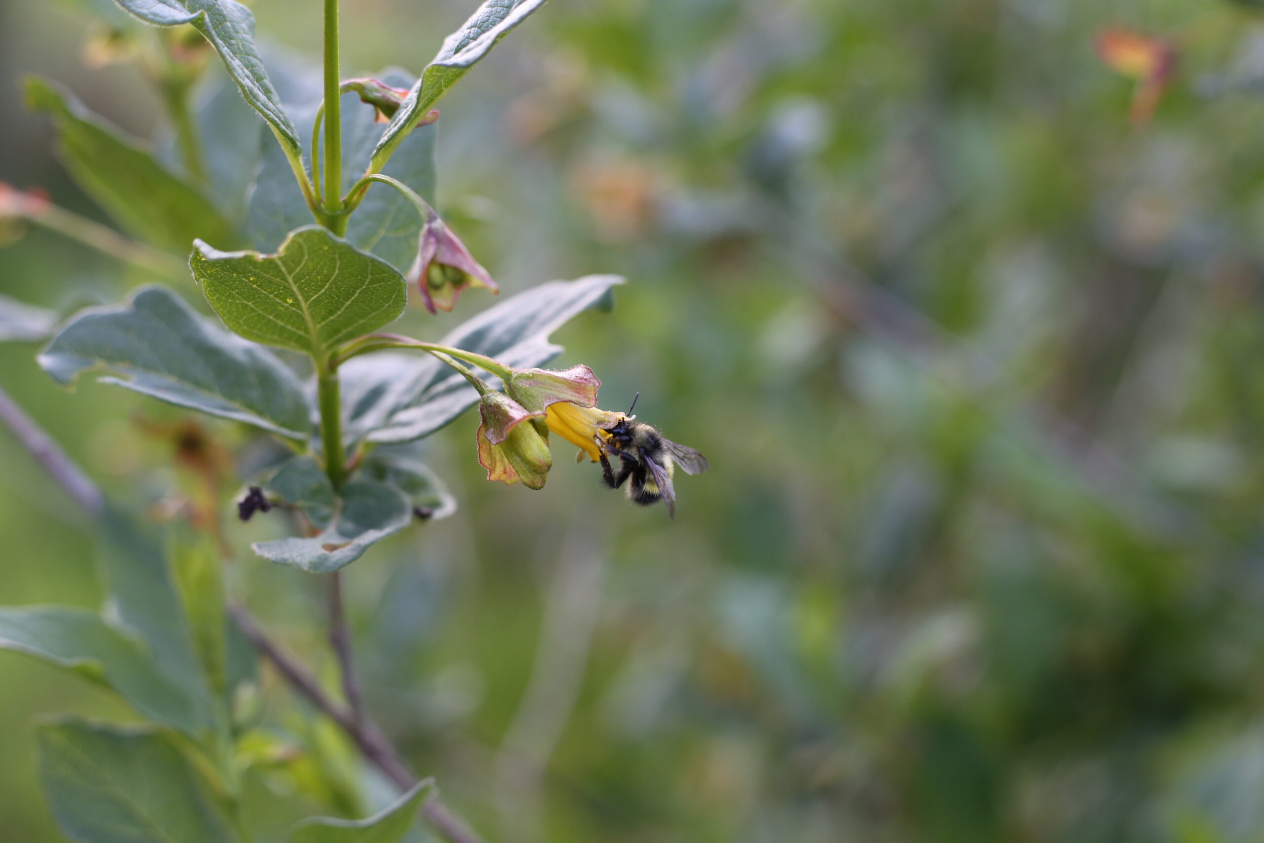 Pollinator on plant