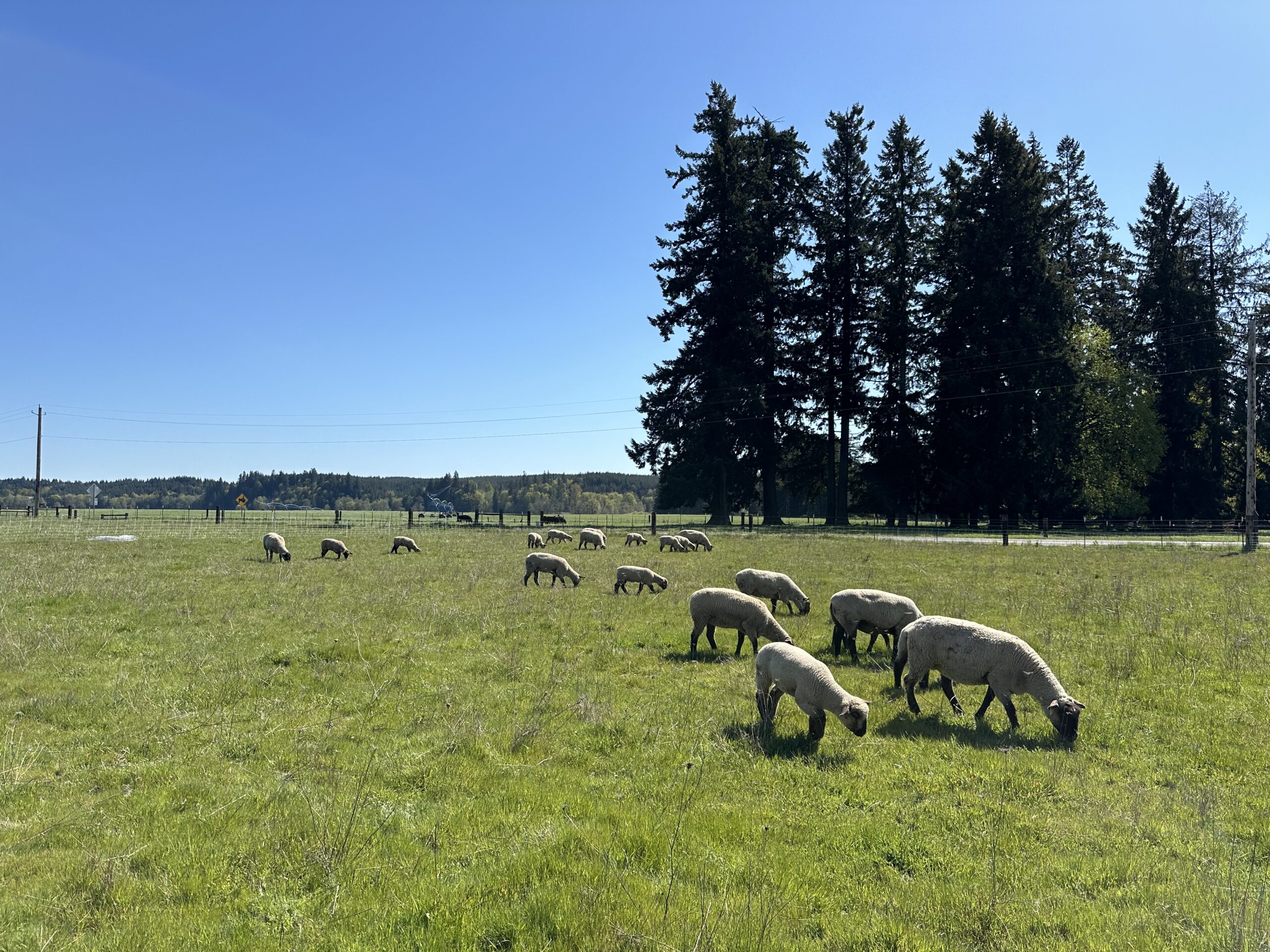 Sheep grazing
