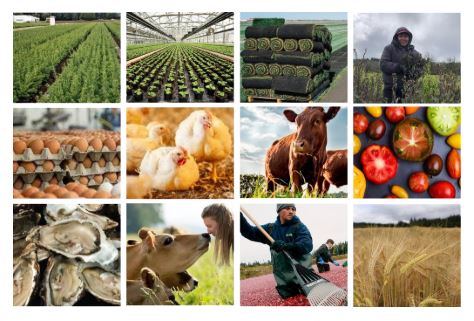 Mosaic of agriculture related photos in tile format - crops crowing, eggs, chickens, shellfish, cattle, and fields.