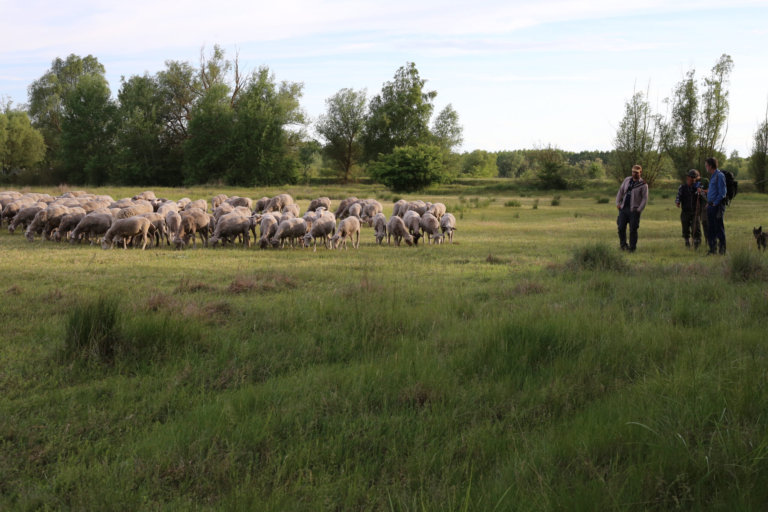 Grazing sheep